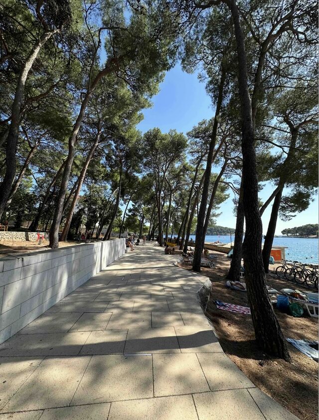 Promenáda lemovaná vysokými borovicami